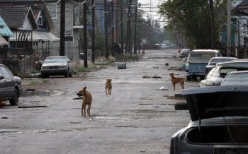 dogs walking on a street